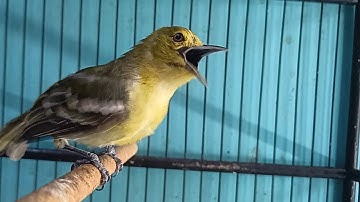 Sirtu Gacor teriak kencang memangil lawan!.Sirtu bermental bagus pasti akan Nyaut seketika.