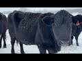 Winter Blooper! Snowy Farm Life: Feeding Cattle and CUTE Calves Playing!