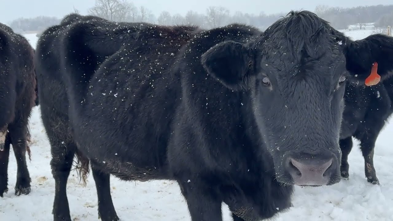 Winter Blooper! Snowy Farm Life: Feeding Cattle and CUTE Calves Playing!