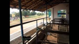 Mini dairy shed with rubber mats LIKE VIDEO, SUBSCRIBE THE CHANNEL.