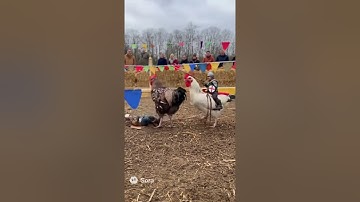 Chicken Jousting