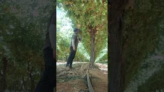 Experience eating grapes at a vineyard in Australia.#xuatkhaulaodong#grape#viralvideo#views#farming