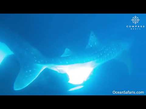 Orca Bites Whale Shark in Rare Footage