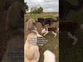Our Border Collie Gives Our 170 Lb Livestock Guardian Dogs The Cow Dog Treatmentрџ Ђрџ Ђрџ Ђ Our Border Collie Gives Our 170 Lb Livestock Guardian Dogs The Cow Dog Treatmentрџ Ђрџ Ђрџ Ђ