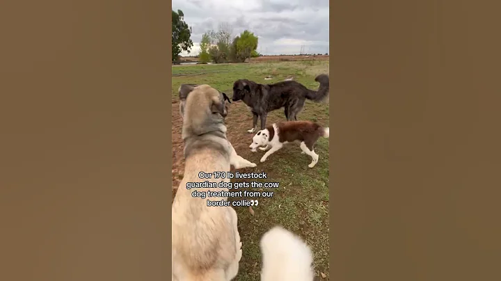 Our border collie gives our 170 lb livestock guardian dogs the cow dog treatment👀👀👀 - DayDayNews