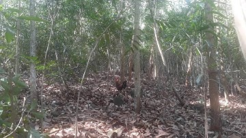 Bẫy gà rừng đón siêu đẳng cấp bắt bổi từ xa  2020