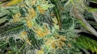 DWC Harvest update