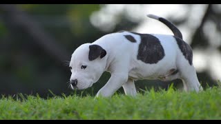 American Bully vs. Dachshund: Which Dog is Right for You? by The Last American Bully 80 views 3 weeks ago 4 minutes, 52 seconds