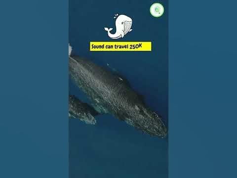 Blue Whales | Largest & Loudest animals on the Planet | Whales bigger