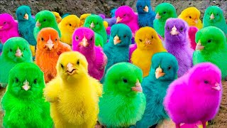 Menangkap Ayam Lucu, Ayam Warna Warni, Ayam Rainbow, Bebek Angsa, Ikan Hias, Hamster, Kelinci, Kura