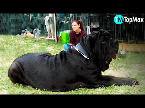 Video: 11 razas de perros que son gentiles gigantes