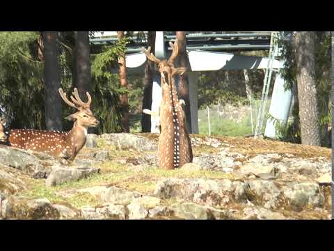 Fallow Deer Aggression