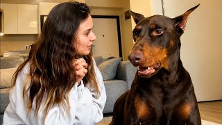 Camera Caught What This 90lb Doberman Does Every Time His Owner Leaves—Nobody Expected This