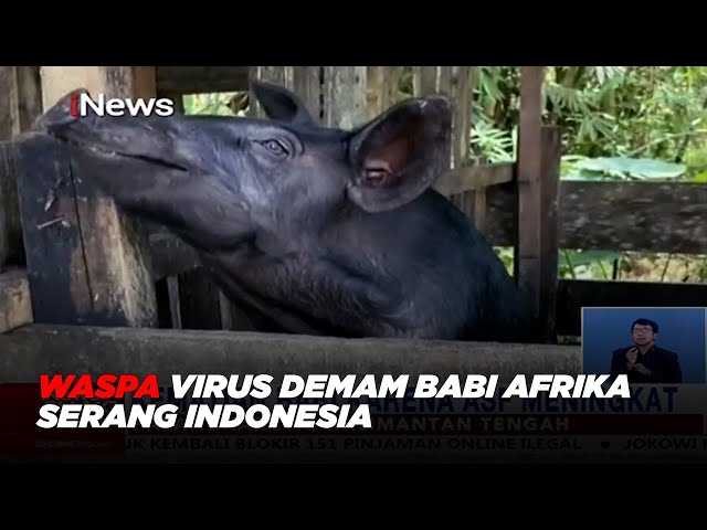 Waspa Virus Demam Babi Afrika Serang Indonesia #iNewsSiang 21/10 class=