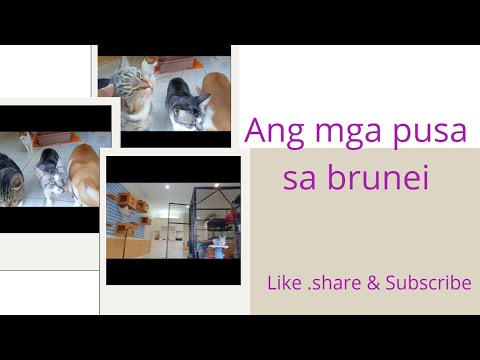 Video: Aling Mga Pusa Ang Hypoallergenic