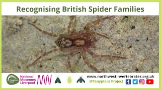 Recognising British Spider Families