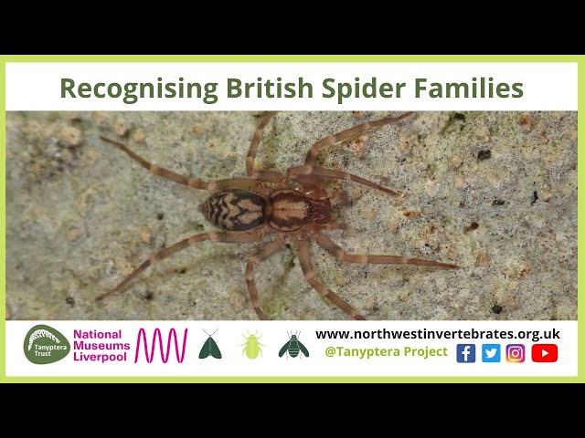 Recognising British Spider Families - YouTube