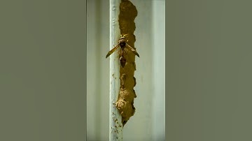 Mud dauber wasps are solitary insects that build their nests using mud| a really good film