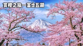 Sakura Appreciation Tour ~ Fuji Five Lakes  Cherry Blossom Tunnel Blooms  Weaving Dreamy Sakura App by 行走世界的北京老刘 2,551 views 3 weeks ago 10 minutes, 54 seconds