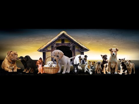 Wideo: Planowanie Posiadłości Dla Zwierząt Domowych: Dlaczego Warto To Robić