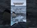 The way they keep bobbing up and down😳 #orcas #killerwhales #dolphins #apexpredator