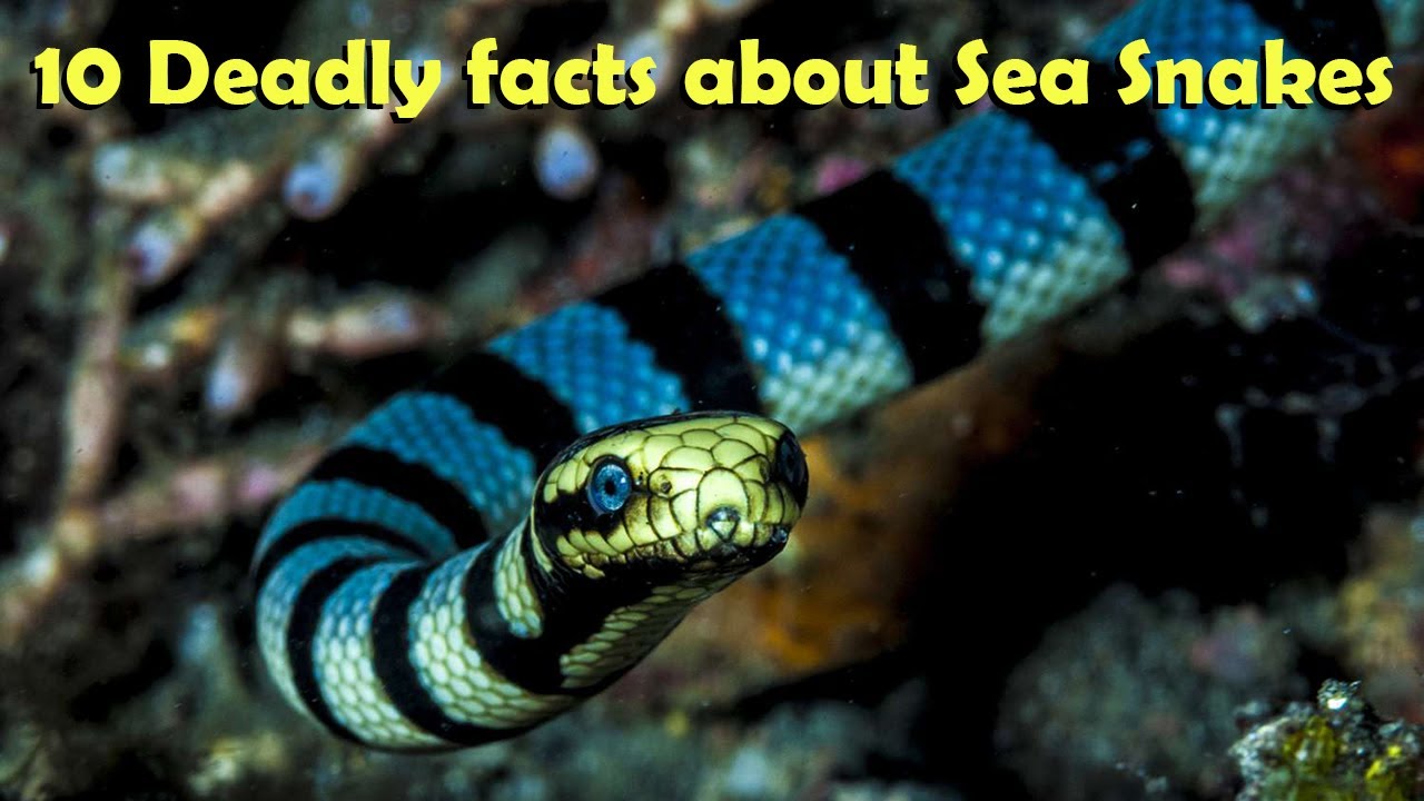 10 Deadly facts about Sea Snakes🐍