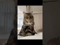 お腹の上でモーニングコールの順番待ちをする猫... #猫 #cat #shorts