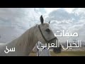 الشخير صفة تساعدك للتعرف على الخيل العربي الأصيل