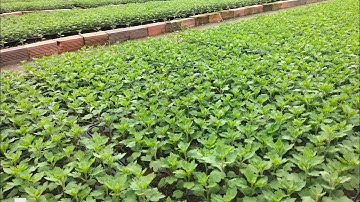 Thời gian ra giỏ Cúc mâm xôi hàng 4 cơi. Hoa Tết 2025