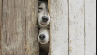 Two Dogs Looking Through A Wooden Fence. Video. Two Hunting Dogs Standing At The Fence In The