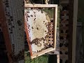 Frame is ready to harvest #honey #bee #honeyhunting #apiary #nature #rural #@LaTo.
