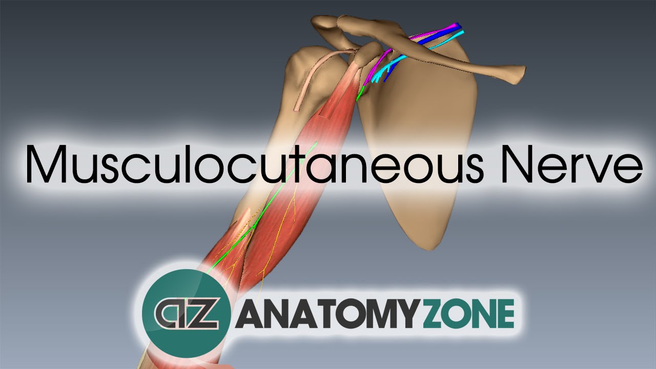 Musculocutaneous Nerve | 3D Anatomy Tutorial - YouTube