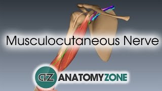 Musculocutaneous Nerve | 3D Anatomy Tutorial