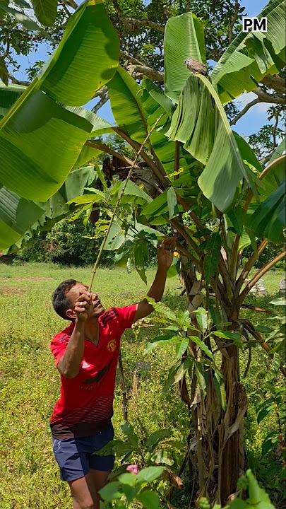 pikat burung perkutut di pohon pisang #shortvideo