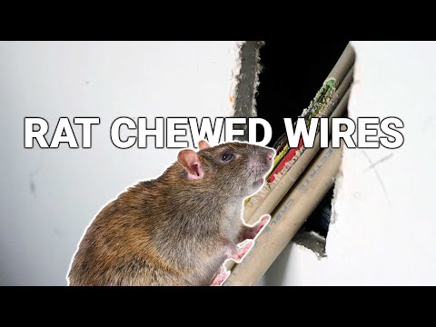 How To Repair Mouse Chewed Wires