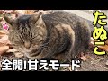 すりすり甘えん坊全開のお腹ぽっちゃりキジトラたぬき猫たぬこちゃん😸（野良猫•地域猫）🐈