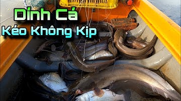 Thả Câu Trúng Luồn Cá Ngát Cá Tráp Kiếm Tiền Triệu | GĐCG #617
