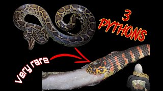Catching 3 Pythons ALONE in the Everglades !