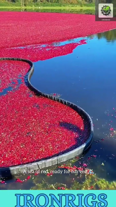 This is How CRANBERRIES are Harvested! 🤯 So BEAUTIFUL!#harvest