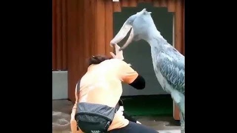 bird attack on girl #short #attack #viral #2021