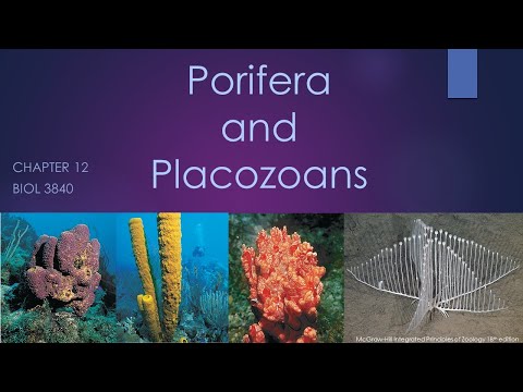3840_Chapter 12: Porifera and Placozoa