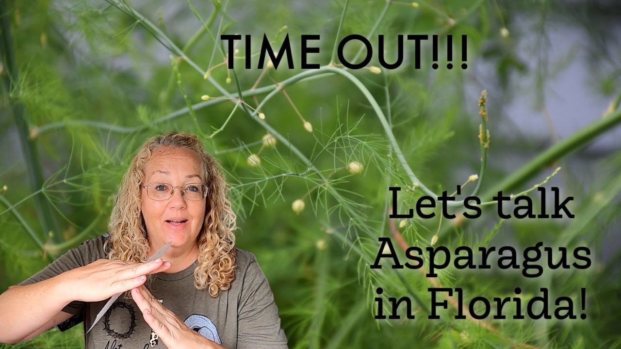 Let's talk Asparagus in FLORIDA -  Variety UC-157 F1 hybrid | Southern Latitudes