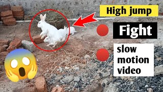 Rabbit fight 😱 | rabbit high jump 🦘 | slow motion | J_V Rabbit