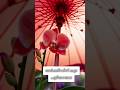 Protect Your Orchids: Umbrella Hacks for Sunny Days! 🌿☂️