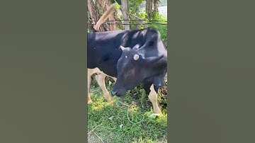 Chốn vợ đi câu 1 : hồ chốn vợ hai 150k #caođàitổng #fishing #caucathugian