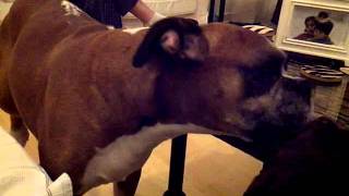 Boxer Kissing A Tiny Dachshund