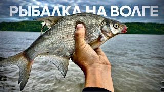видео: РЫБАЛКА НА ВОЛГЕ! СКОЛЬКО РЫБЫ НА НОВОМ МЕСТЕ! Фидер на реке. картинка: РЫБАЛКА НА ВОЛГЕ! СКОЛЬКО РЫБЫ НА НОВОМ МЕСТЕ! Фидер на реке.