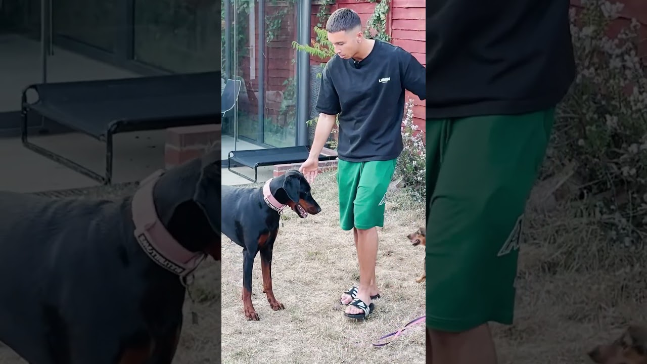 Golden Retriever Meets Tiny Rescue Puppy But She's Completely  Fearless
