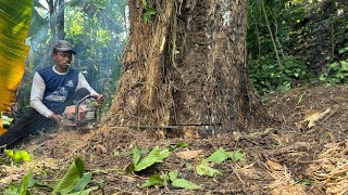 FULL OF WILD PLANTS‼️QUICK CUT STIHL HALF-DRY TREMBESI TREES #ms660 #ms070 by Wono Chenel 2,409 views 3 weeks ago 24 minutes