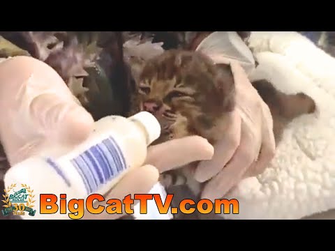 Rehab baby bobcats getting fed at Big Cat Rescue 05 03 2023